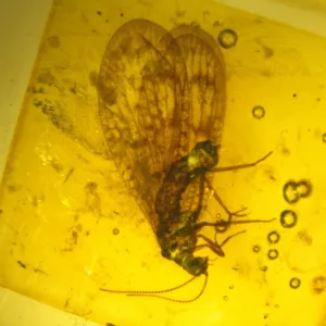 Lacewing in amber