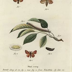 Lackey moth, Malacosoma neustria