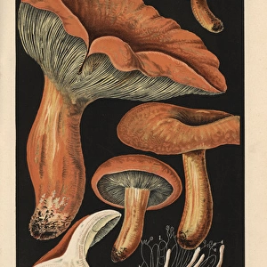 Lactarius volumes, Agaricus volemus, edible