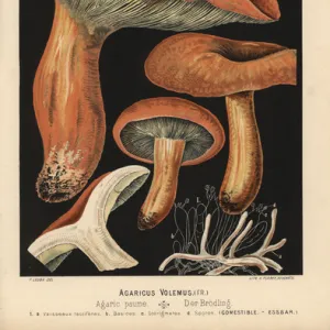 Lactarius volumes, Agaricus volemus, edible