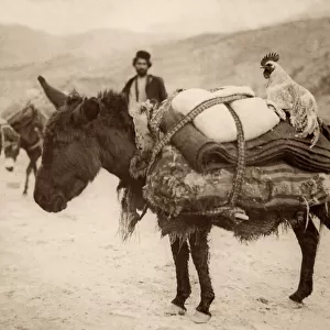 Laden Donkey owned by a Bakhtiari Tribesman