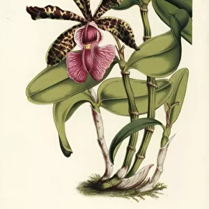 Lady Acklands cattleya orchid, Cattleya aclandiae