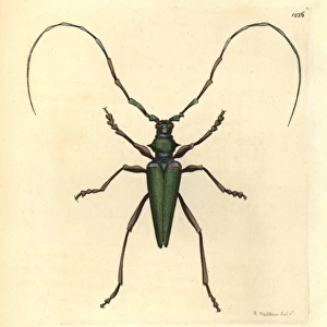 Lady Capricorn beetle, Callichroma virens