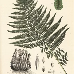 Lady fern, Athyrium filix femina