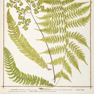 Lady Fern, True Maidenhair and Holly Fern