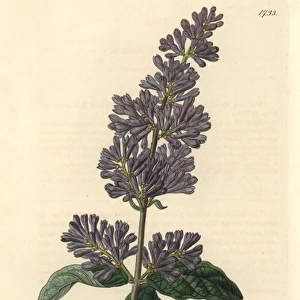 Lady Josikas lilac or Hungarian lilac, Syringa josikaea