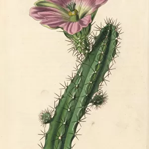 Ladyfinger cactus, Echinocereus pentalophus