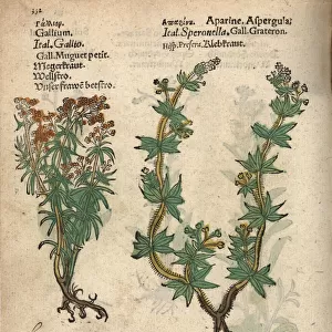 Ladys bedstraw, Galium verum, and cleavers, Galium aparine