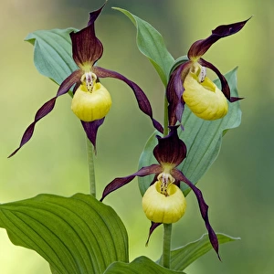 Ladys - slipper Orchid - flowering wild plant