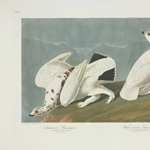 Lagopus muta, rock ptarmigan, Lagopus leucura, white-tailed