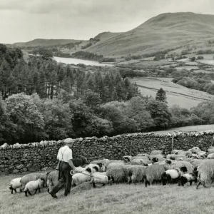 Lakeland Shepherd