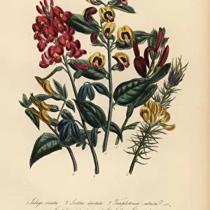 Lalage, scottia, templetonia and other species