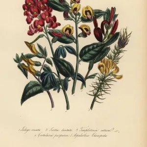 Lalage, scottia, templetonia and other species