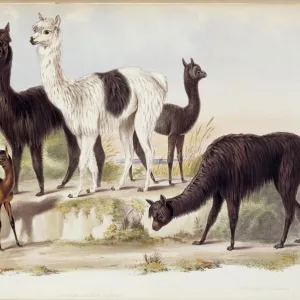 Lama pacos, alpaca