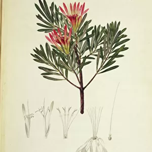 Lambertia formosa, honey flower