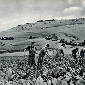 Land girls in training 1939