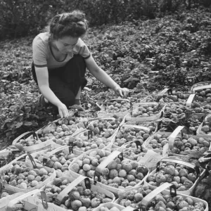 Land Girls WWII