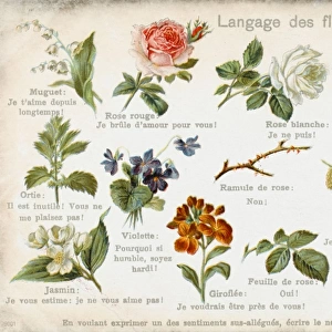 Language of Flowers Card
