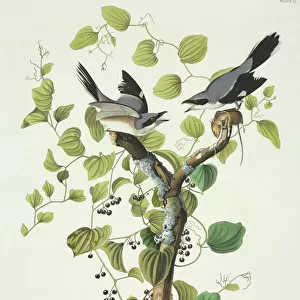 Lanius ludovicianus, loggerhead shrike
