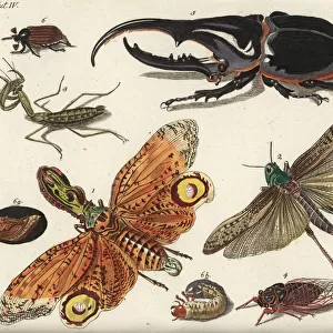Lantern fly, locust, mantis, cicada and beetles