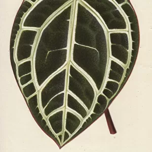 Large anthurium leaf with white veins, Anthurium