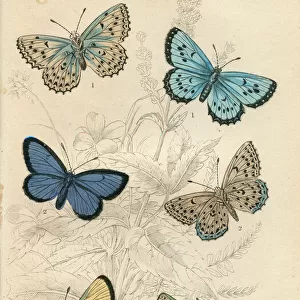 Large Blue Butterflies
