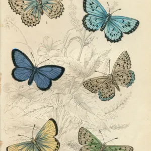 Large Blue Butterflies