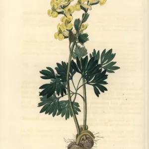 Large-bracted corydalis, Corydalis bracteata