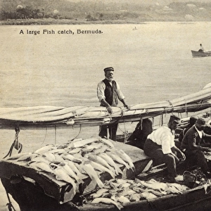 Large catch of fish, Bermuda