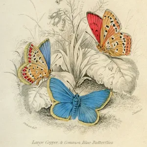 Large Copper Butterflies