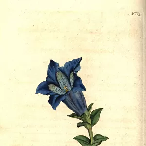 Large-flowered gentian or gentianella, Gentiana acaulis
