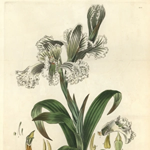Large-flowered neottia, Neottia grandiflora