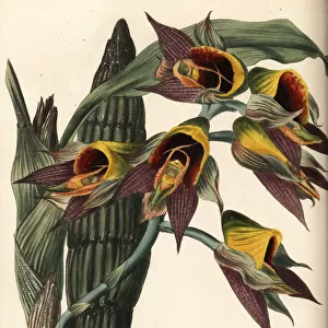 Large-fruited catasetum orchid, Catasetum macrocarpum