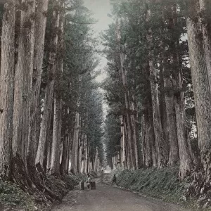 Large pine trees along the Imaichi Road, Nikko, Japan