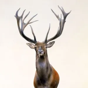 A Large Red Deer stag