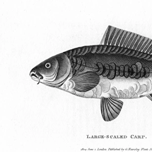Large-Scaled Carp