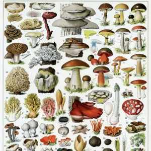 A large variety of mushrooms, 1913