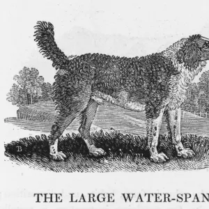 Large Water Spaniel