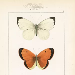 Large white, clouded yellow and black-veined white
