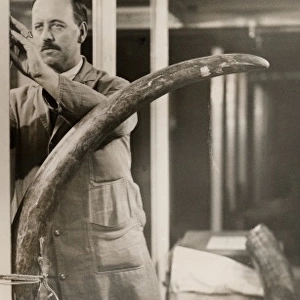 The largest mammoth tusk, 1931