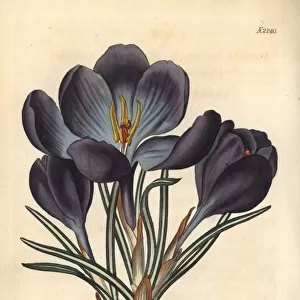 Largest purple spring crocus, Crocus vernus