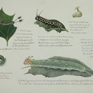 Larvae and Pupae by Margaret Fountaine