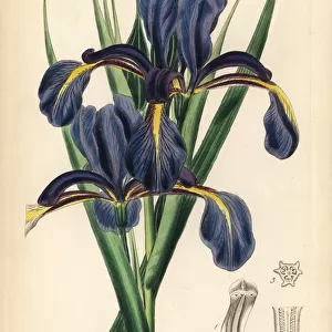 Late-flowering blue iris, Iris spuria