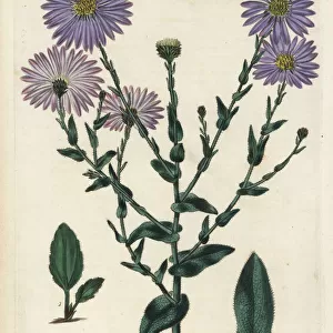 Late purple American-aster, Symphyotrichum patens