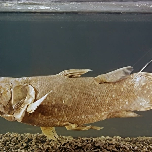 Latimeria chalumnae, coelacanth