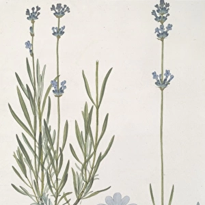 Lavandula angustifolia, common lavender