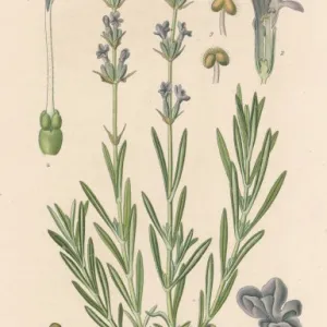 Lavandula Officinalis