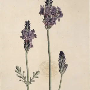 Lavandula pinnata, lavender