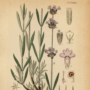 Lavender, Lavandula angustifolia