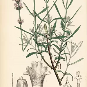 Lavender, Lavandula angustifolia subsp. pyrenaica